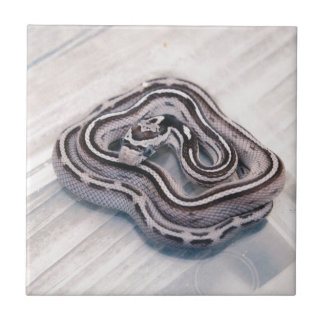 Carreau Serpent de maïs de bébé
