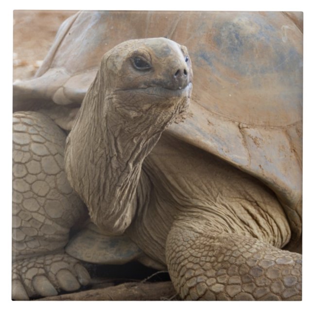 Carreau Seychelles Aldabran terre tortue (Devant)