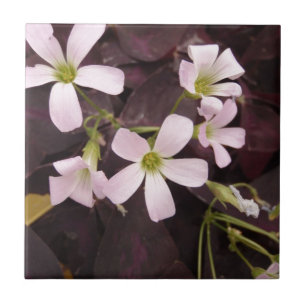 Carreau Shamrock faux Oxalis Triangularis