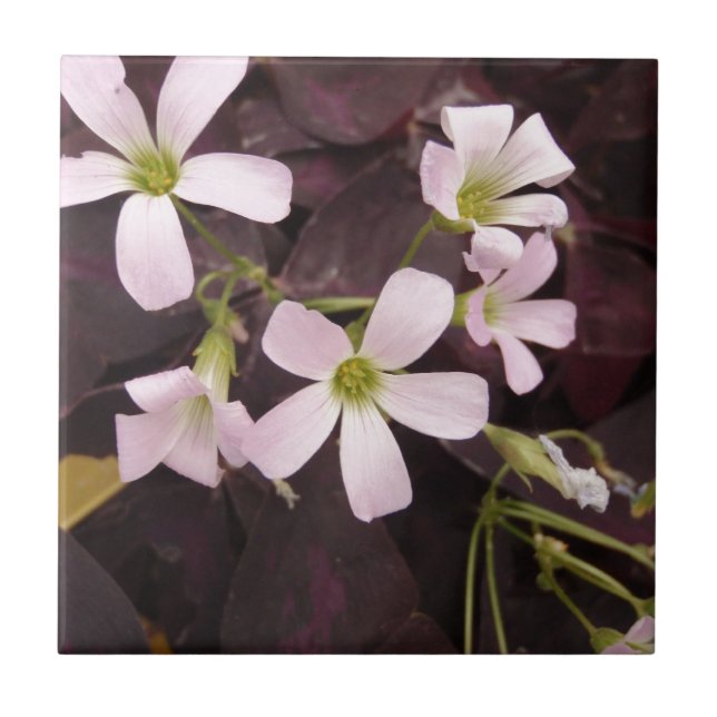 Carreau Shamrock faux Oxalis Triangularis (Devant)