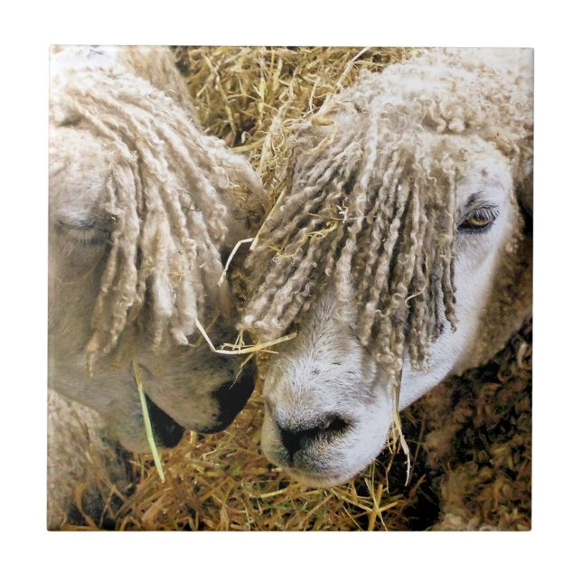 CARREAU SHEEP (Devant)