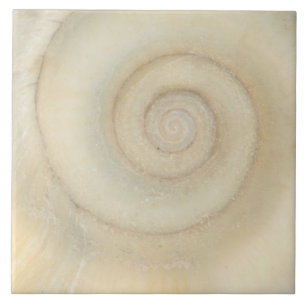 Carreau Shell - conchyliologie - spirale blanche