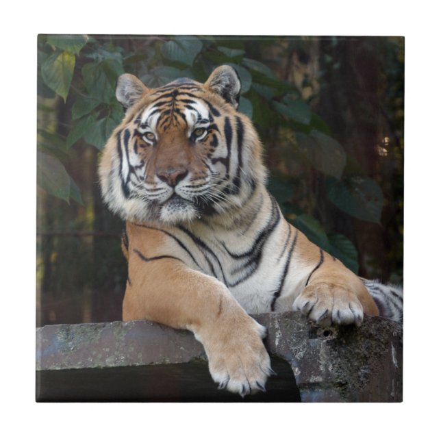 Carreau Shere-Khan-b-15 (Devant)