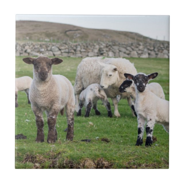Carreau Shetland Sheep (Devant)