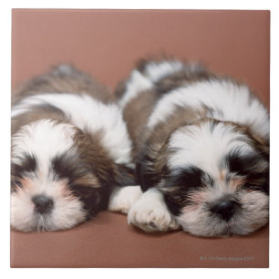 Carreau Shih Tzu