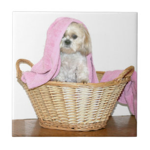 Carreau Shih Tzu dans le panier de blanchisserie