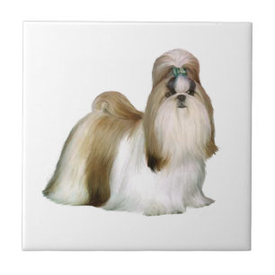 Carreau Shih Tzu (présentation de concours)