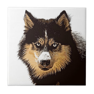 Carreau Sibérien Husky