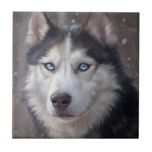 Carreau Sibérien Husky