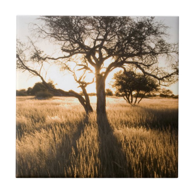 Carreau Silhouette d'arbres d'acacia dans l'herbe. Marient (Devant)
