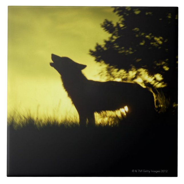 Carreau Silhouette de loup hurlant (Devant)