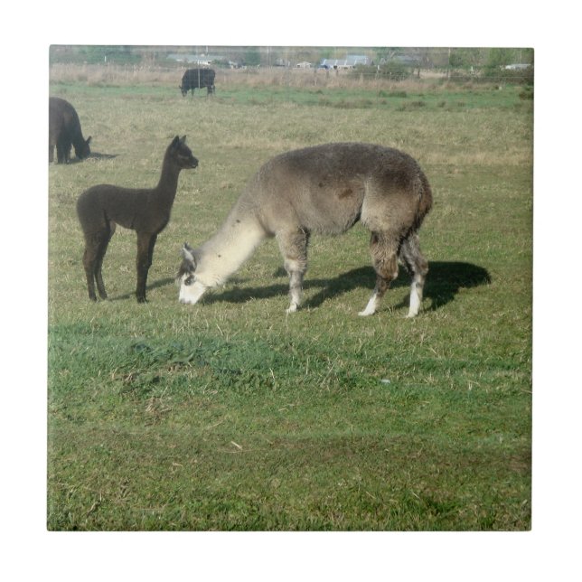 Carreau Silver Grey Alpaca & Cria (Devant)