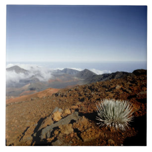 Carreau Silversword sur le bord du cratère Haleakala de pr
