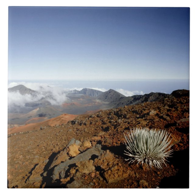 Carreau Silversword sur le bord du cratère Haleakala de pr (Devant)