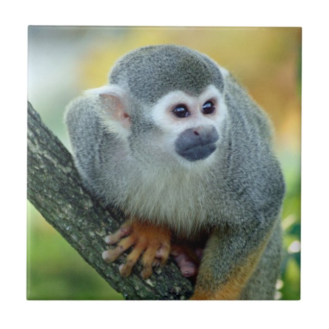 Carreau Singe 004 (Devant)