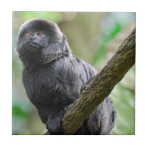 Carreau Singe adorable de Goeldi