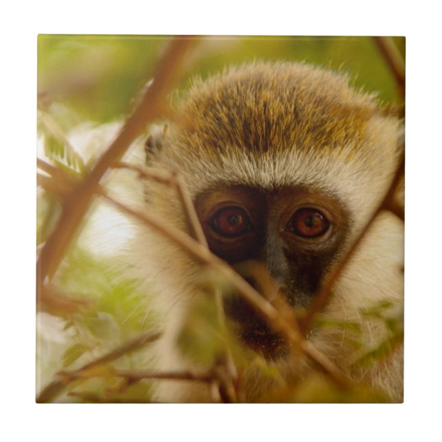 Carreau Singe Cheeky. (Devant)