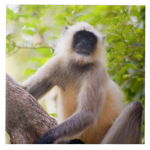 Carreau Singe dans la jungle du parc national de Ranthambo