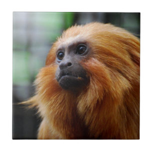 Carreau Singe de Tamarin