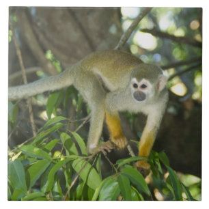 Carreau Singe d'écureuil commun (Saimiri sciureus), Rio