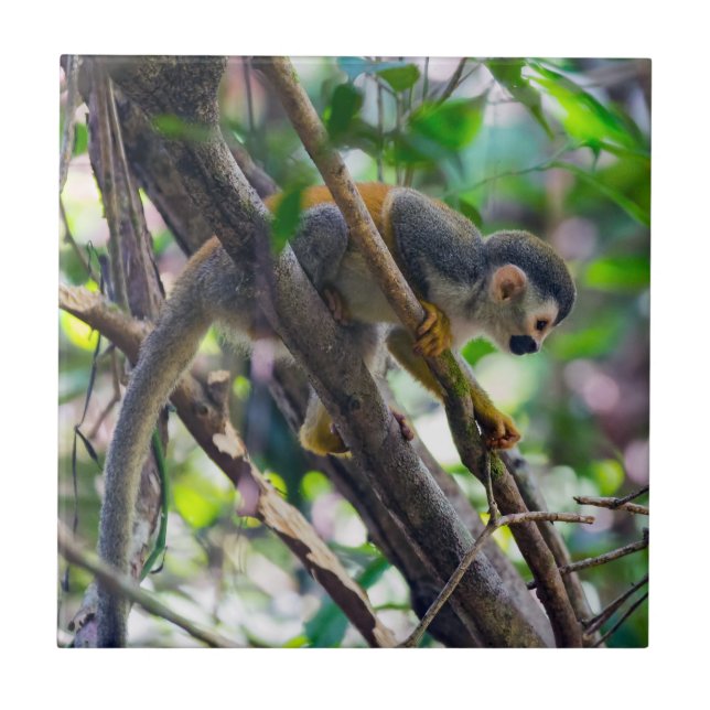 Carreau Singe écureuil à Manuel Antonio NP - Costa Rica (Devant)