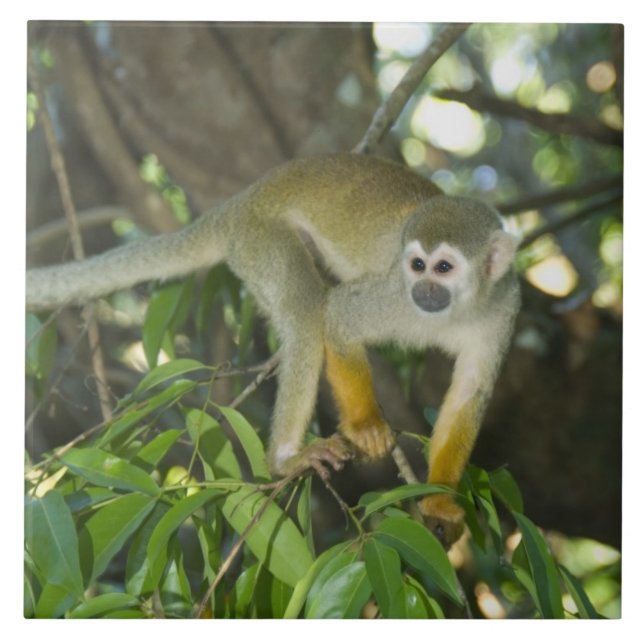 Carreau Singe écureuil commun, (Saimiri sciureus), Rio (Devant)
