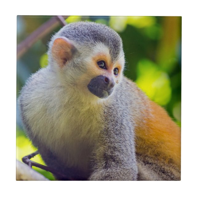 Carreau Singe écureuil dans le parc national Manuel Antoni (Devant)