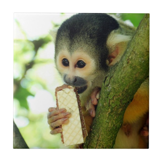 Carreau Singe écureuil mangeant un biscuit gaufrette (Devant)