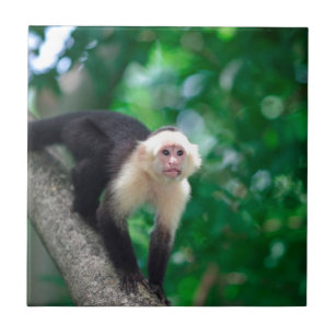 Carreau Singe fait face blanc mignon Nicaragua de capucin