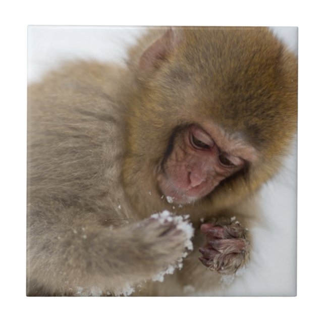 Carreau Singe japonais de neige du Macaque | de bébé (Devant)