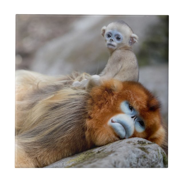 Carreau Singe nez retroussé doré père avec bébé (Devant)