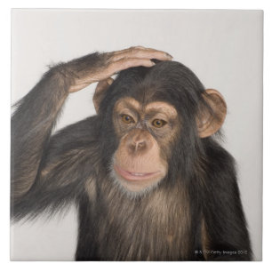 Carreau Singe rayant sa tête