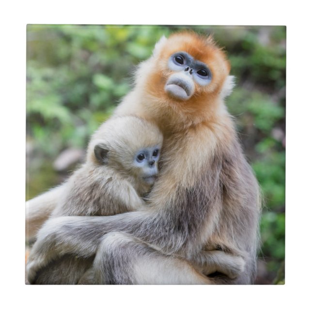 Carreau Singe roux à nez retroussé avec bébé (Devant)