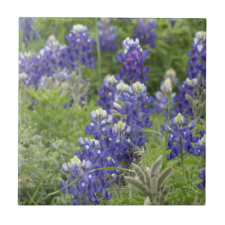 Carreau SJefferson Texas Bluebonnets Series #2