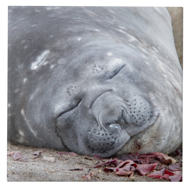 Carreau Sleeping elephant seal (Devant)