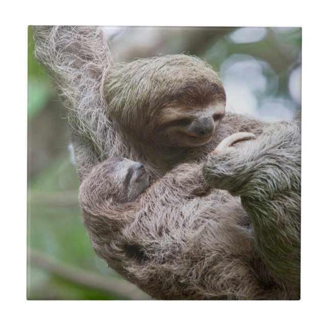 Carreau Sloth Baby avec mère pendre d'un arbre (Devant)