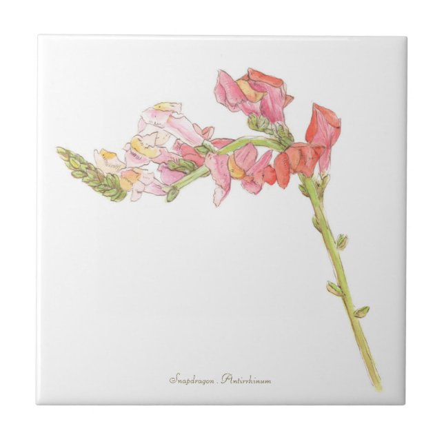 Carreau Snapdragon  (Devant)