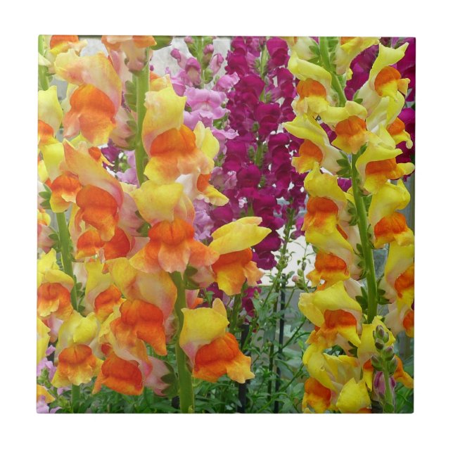 Carreau Snapdragons colorés floraux (Devant)
