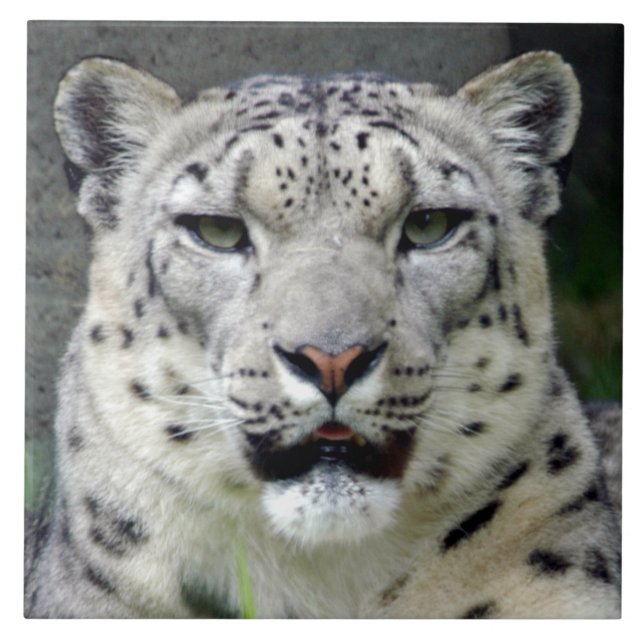 Carreau snow-leopard10x10 (Devant)