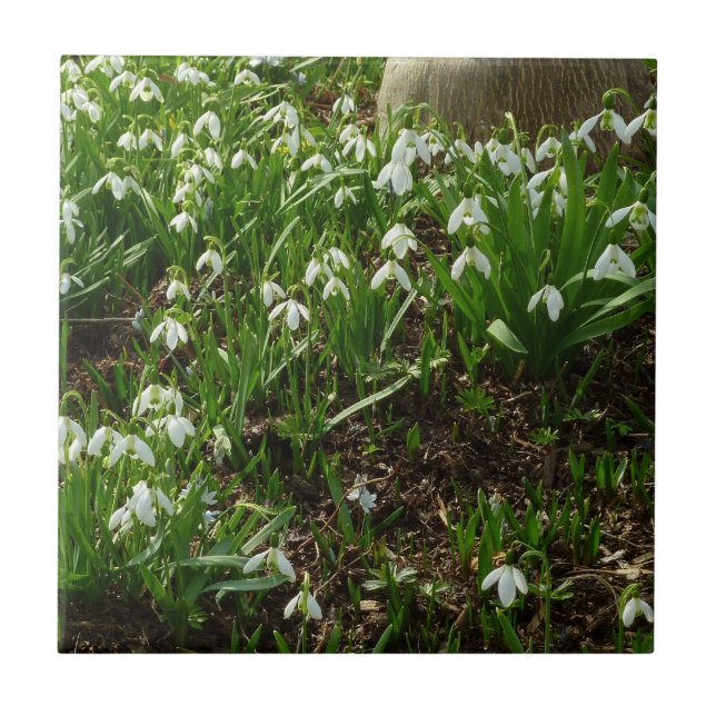 Carreau Snowdrops (Devant)