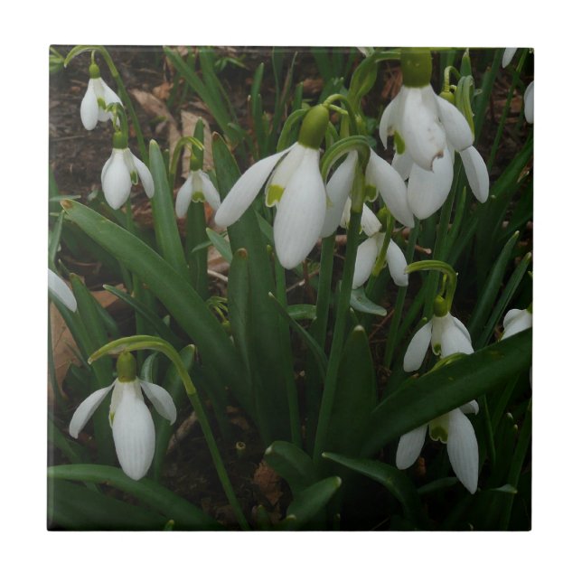 Carreau Snowdrops I (Devant)