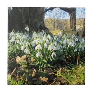 Carreau Snowdrops Under an English Yew Tree - Céramique