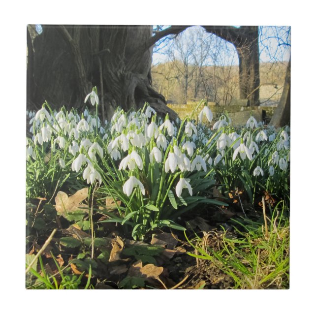 Carreau Snowdrops Under an English Yew Tree - Céramique (Devant)