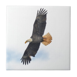 Carreau Soaring Bald Eagle Wildife Photo Art