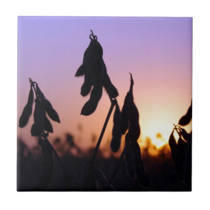 Carreau Soja au coucher du soleil