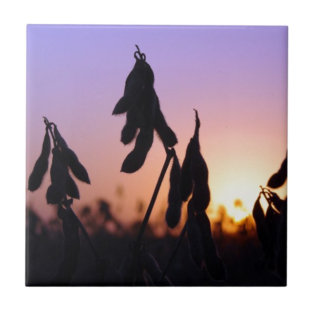 Carreau Soja au coucher du soleil (Devant)