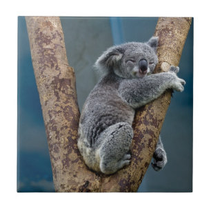 Carreau Sommeils d'ours de koala étreignant un arbre