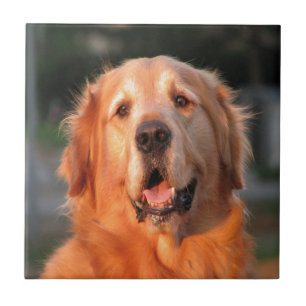 Carreau sourire au cher golden retriever d'amour