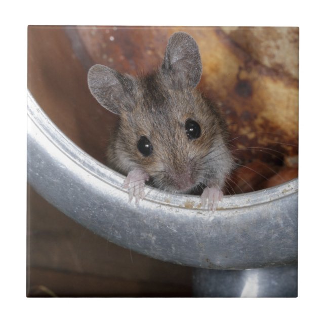 Carreau Souris dans une théière (Devant)