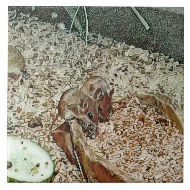 Carreau souris naine (Devant)